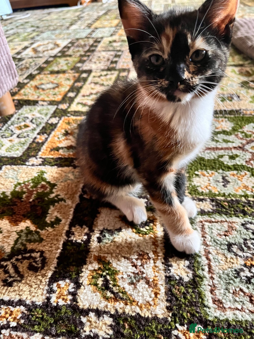 Mixed Breed cats for sale: Beautiful Tortoise ginger female kitten  - Image 2