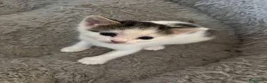 N/A