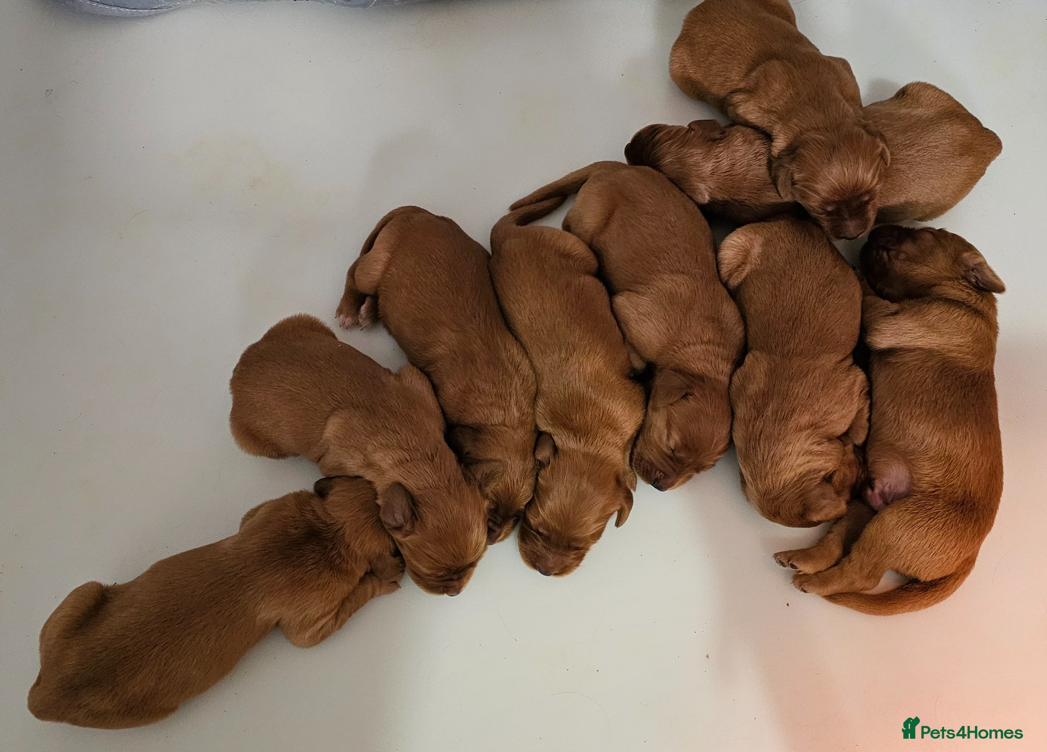 Mixed Breed dogs GOLDEN IRISH MALES - Advert 2