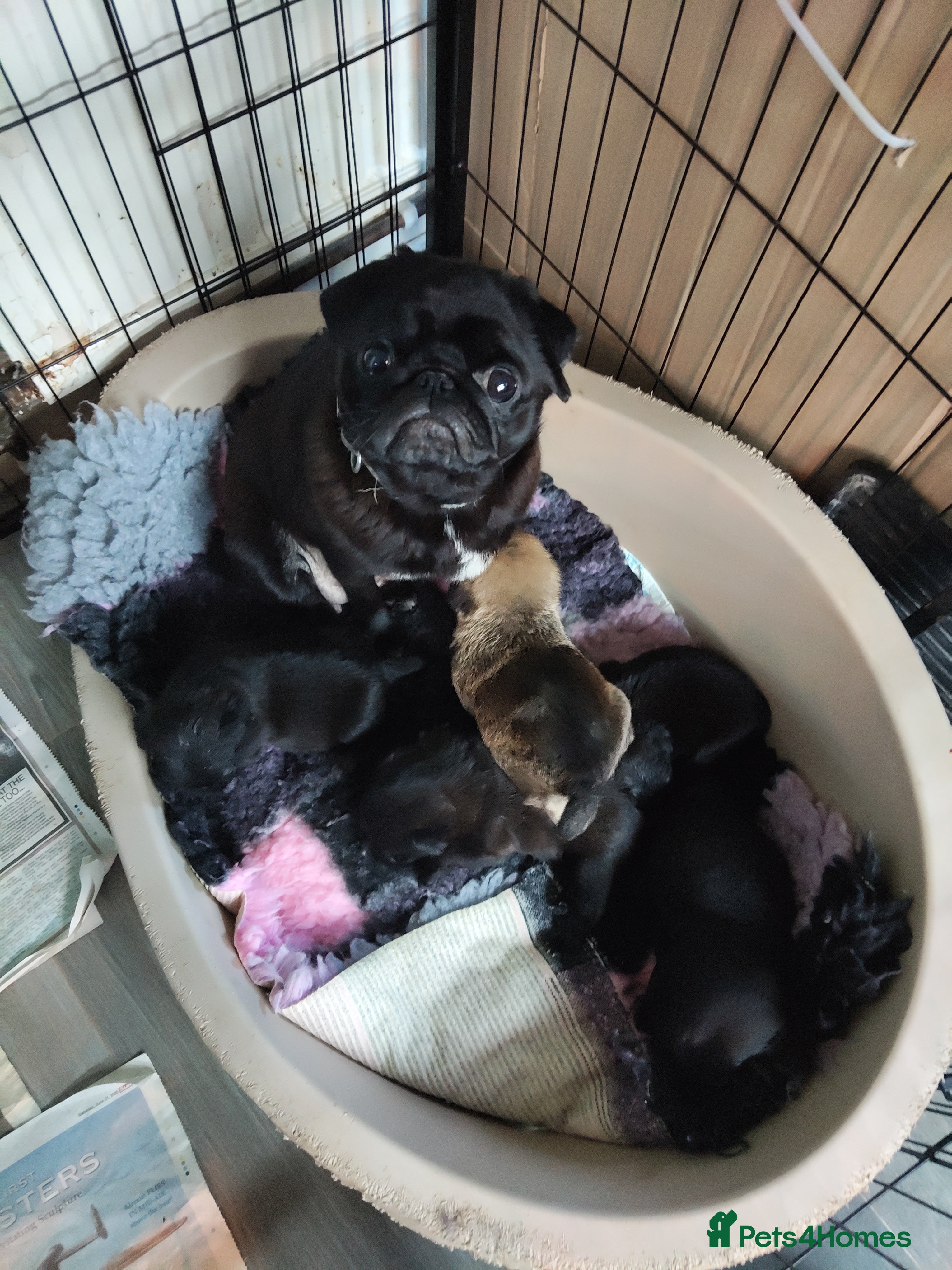 Mixed Breed dogs Pug. X border terrier pups  - Advert 4