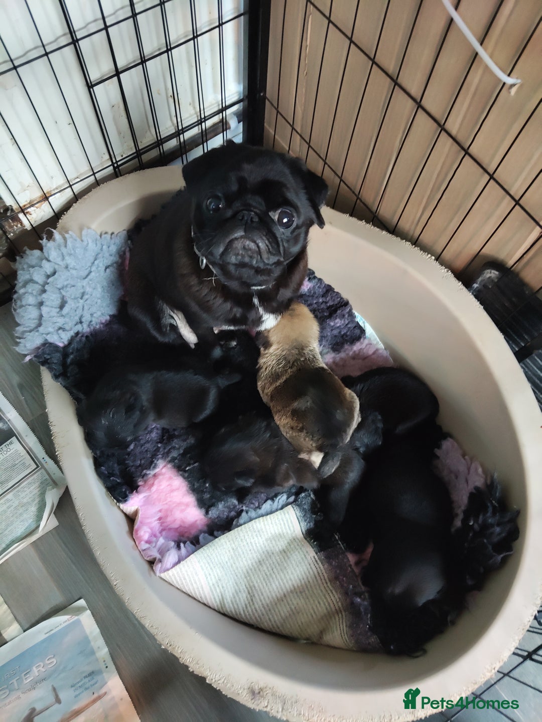 Mixed Breed dogs for sale: Pug. X border terrier pups  - Advert 1