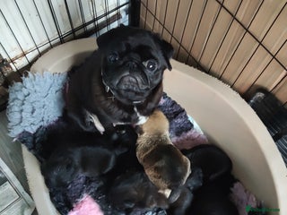 Mixed Breed dogs Pug. X border terrier pups - Advert 1