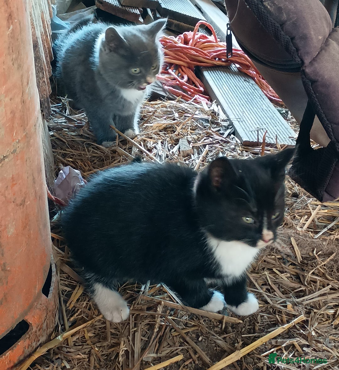 Mixed Breed cats for sale: Kittens for sale - Advert 8