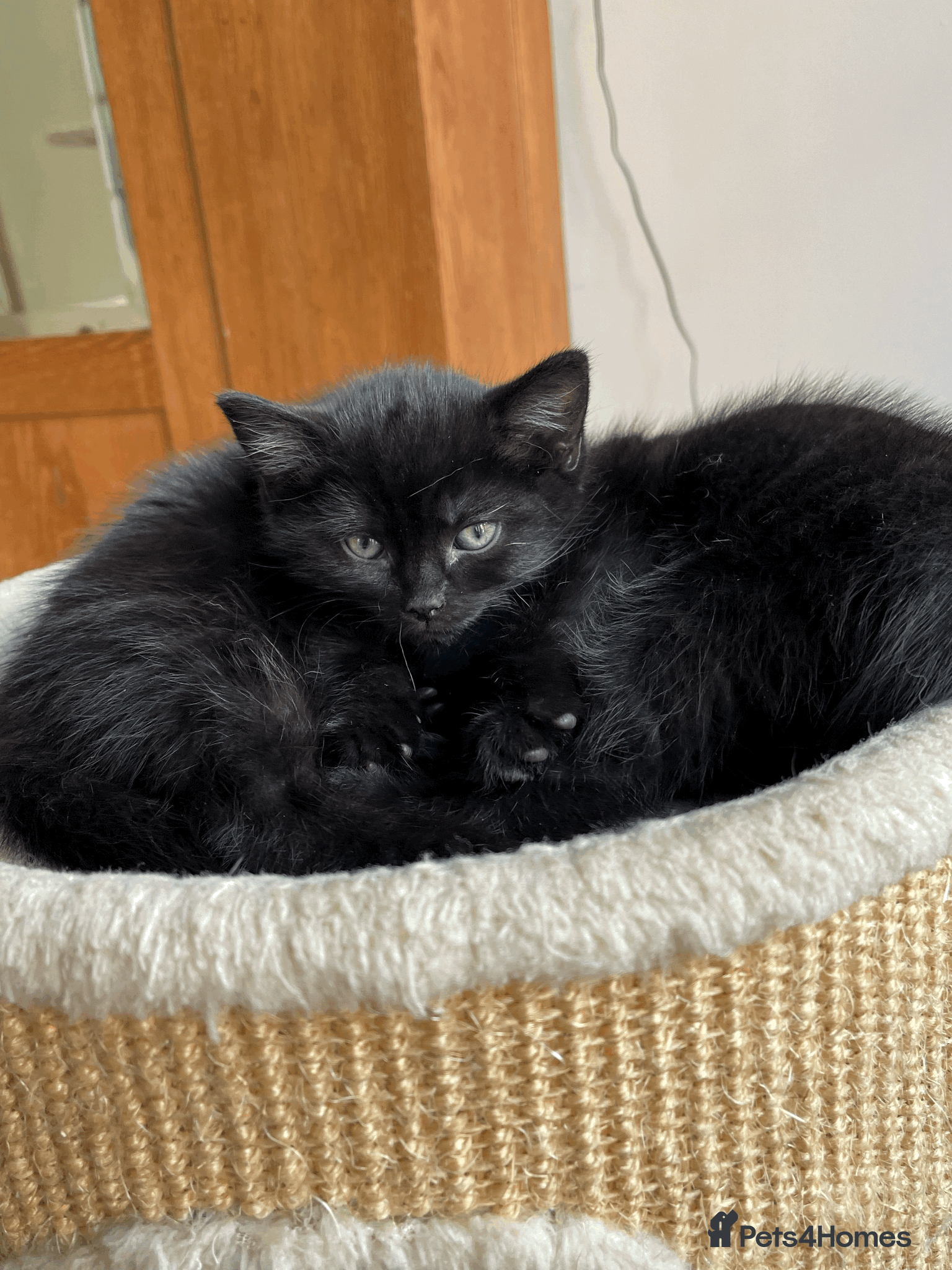 Mixed Breed cats Two beautiful kittens looking for loving home - Advert 5