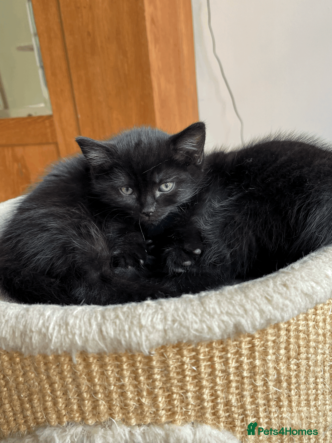 Mixed Breed cats for sale: Two beautiful kittens looking for loving home - Advert 1