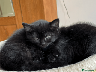 Mixed Breed cats Two beautiful kittens looking for loving home - Advert 5