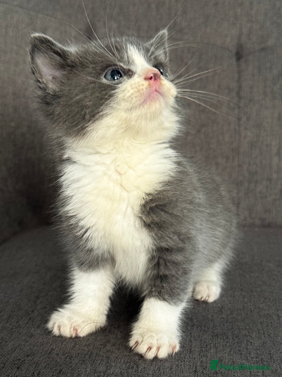 Mixed Breed cats for sale: 2 beautiful kittens left  - Advert 3