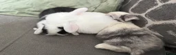 Mini Lop rabbits for sale: Beautiful Mini Lops to reserve  - Advert 7