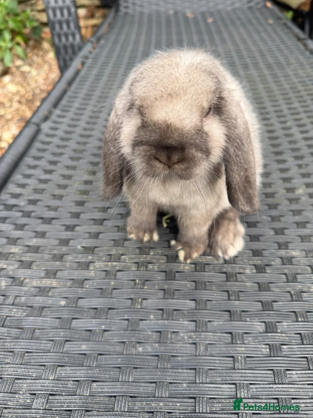 Mini Lop rabbits for sale: Baby mini lops available to reserve  - Advert 2
