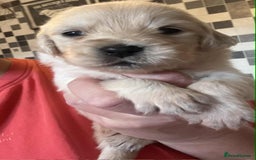 Golden Retriever dogs for sale: Amazing KC golden retriever puppies - Image 2