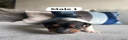 Jack Russell dogs for sale: 3 beautiful Jack Russell puppies - Advert 3