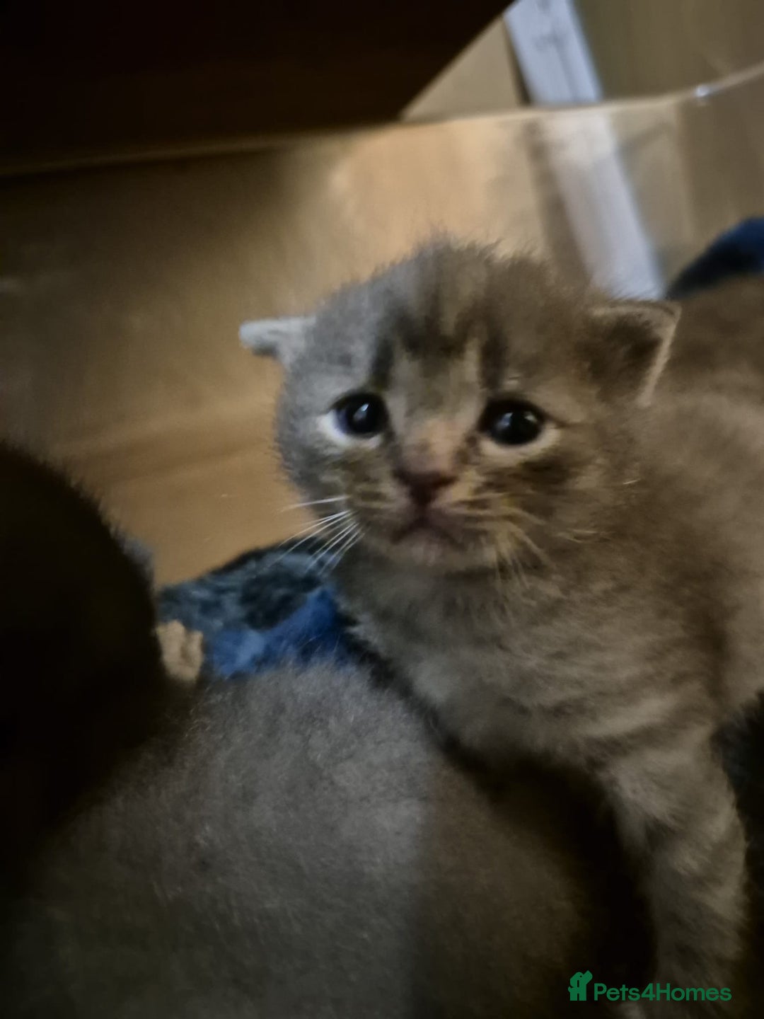 Scottish Fold cats for sale: 7 kittens for sale - ready 16th december - Image 9