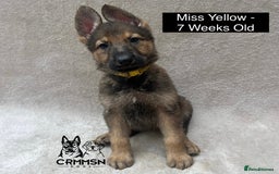 German Shepherd dogs for sale: Exceptional KC Reg Czech Line German Shepherd Pups in Nottingham - Image 3