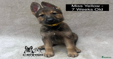 German Shepherd dogs in Nottingham - Advert 8