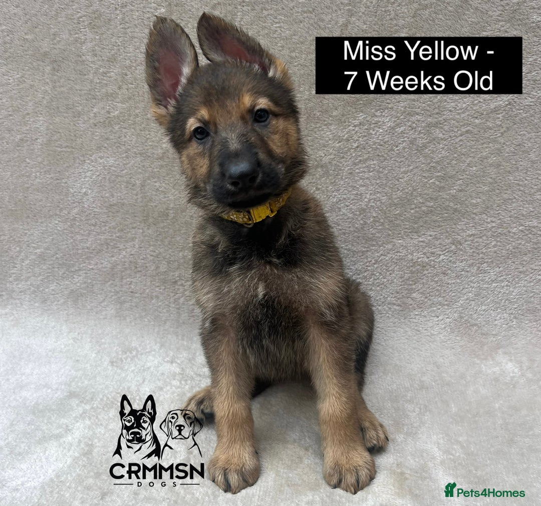 German Shepherd dogs for sale: Exceptional KC Reg Czech Line German Shepherd Pups in Nottingham - Image 3