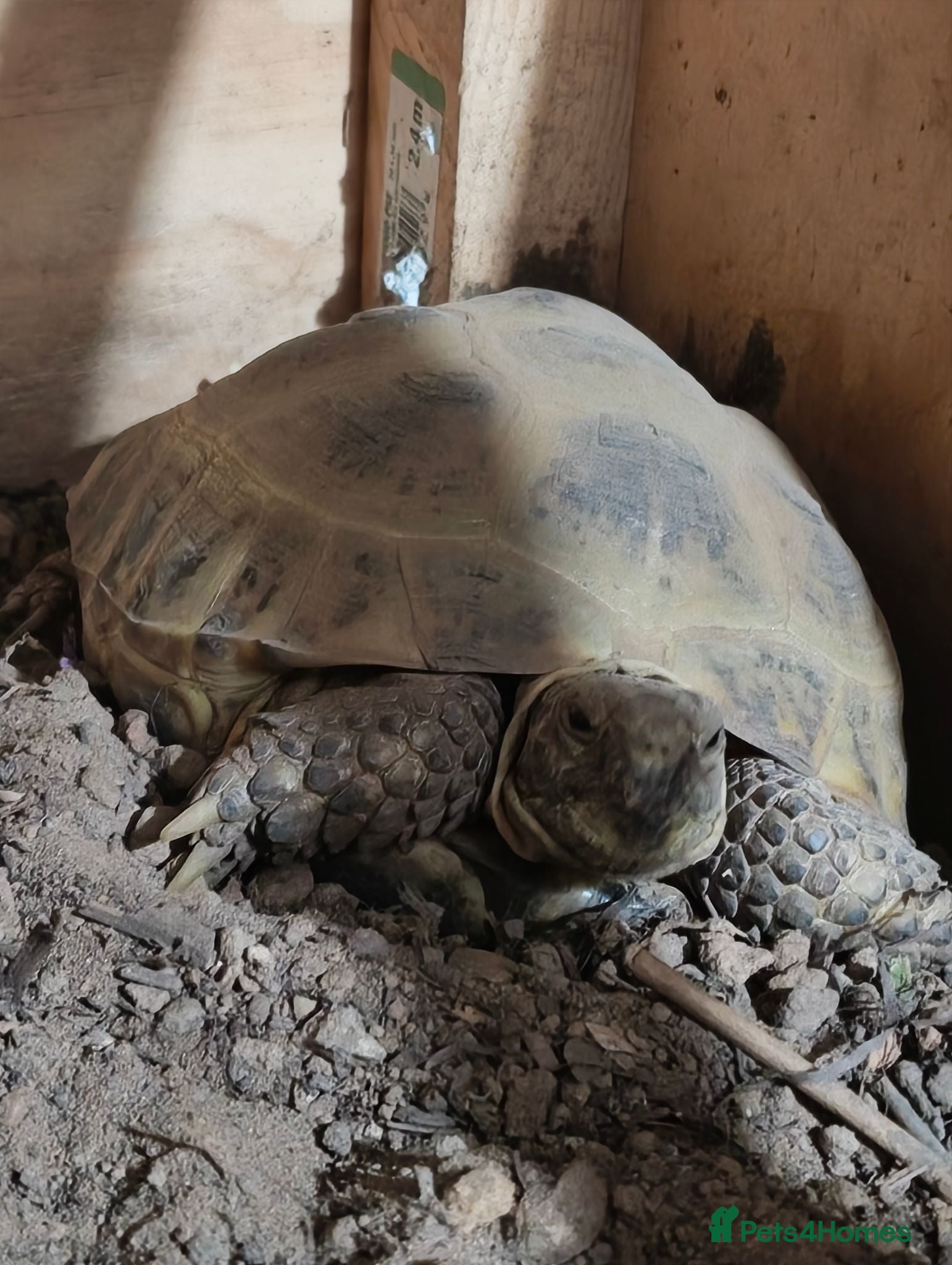Tortoise reptiles Horse field Tortoise for sale with setup - Advert 2
