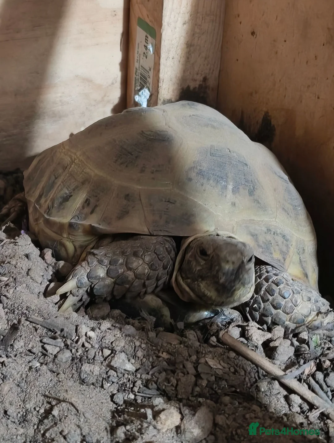 Tortoise reptiles for sale: Horse field Tortoise for sale with setup in Norwich - Advert 2