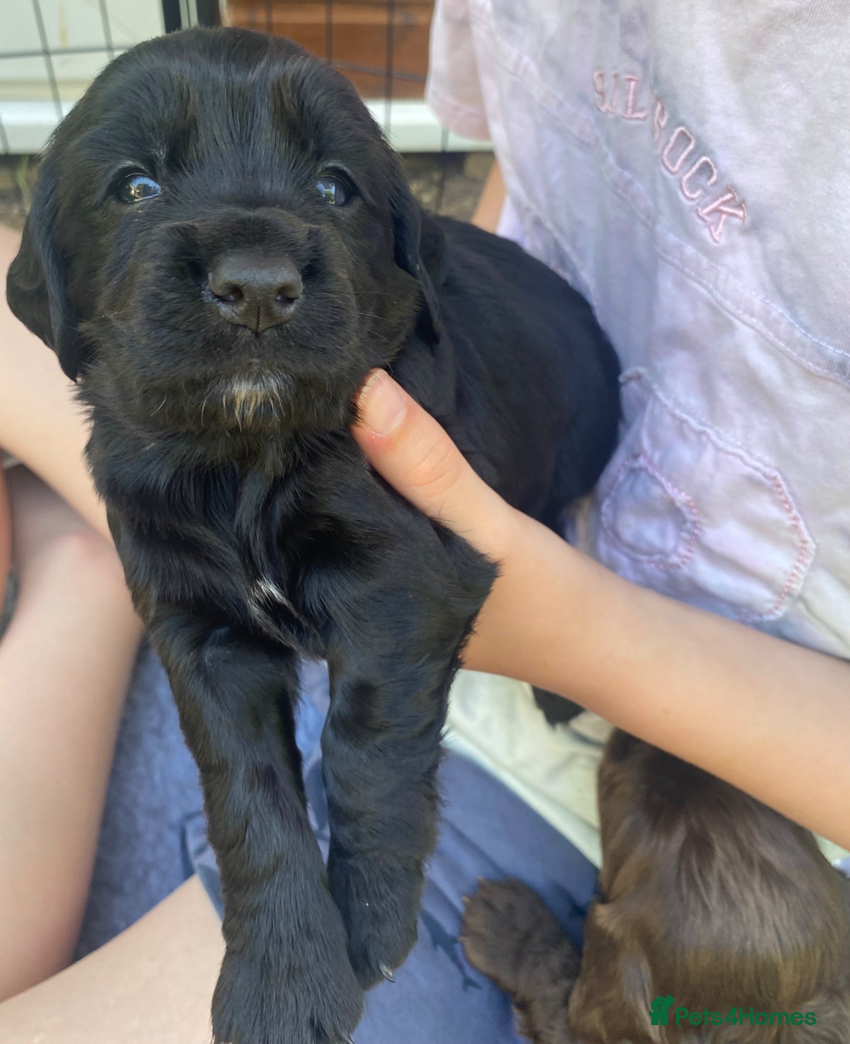 Sprocker dogs Beautiful Working Cocker Puppies. - Advert 2
