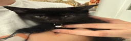 Mixed Breed cats for sale: Female black kitten - Advert 1