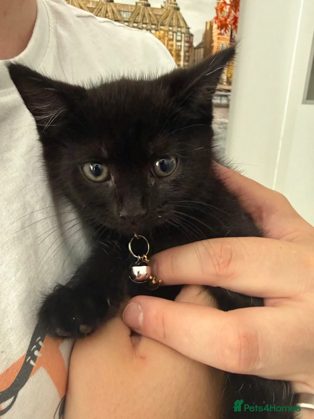 Mixed Breed cats for sale: Female black kitten - Advert 1