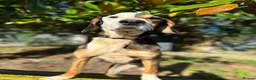 Mixed Breed dogs for adoption: Simba - Advert 1