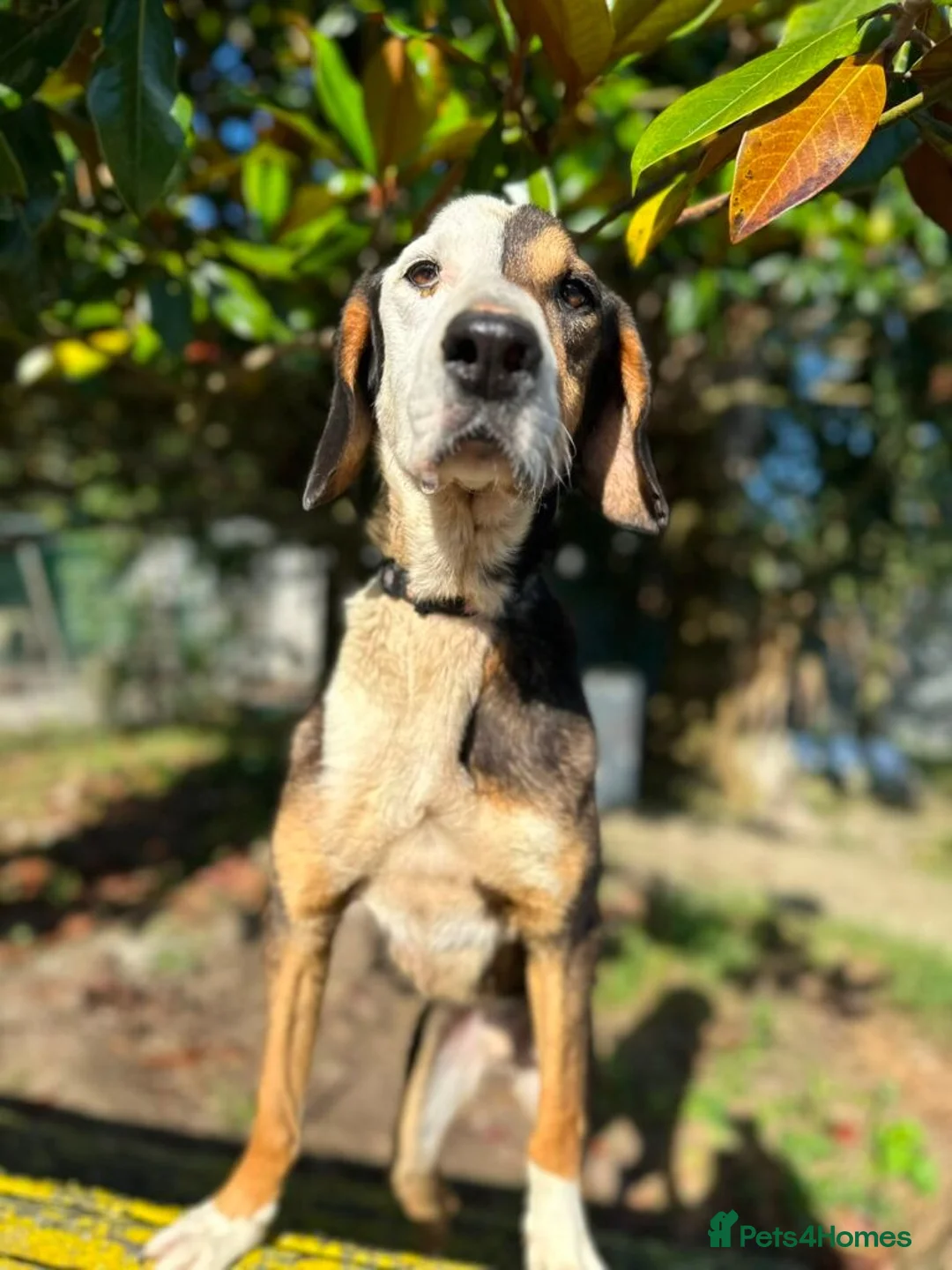 Mixed Breed dogs for adoption: Simba - Advert 1