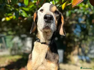 Mixed Breed dogs Simba - Advert 14