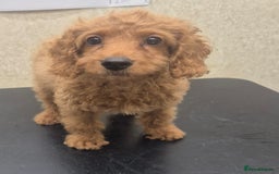 Cockapoo dogs for sale: Last f1B girl ready now - fully vac - Image 6
