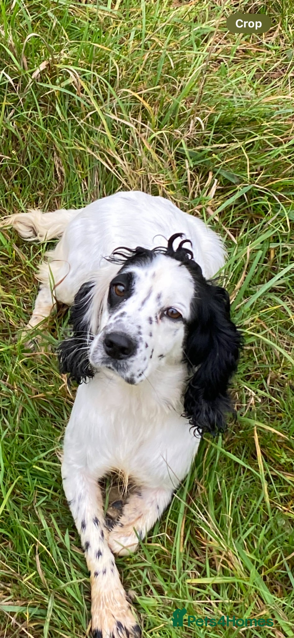 Cocker Spaniel dogs Trailered working cocker bitch - Advert 3
