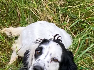 Cocker Spaniel dogs Trailered working cocker bitch - Advert 3