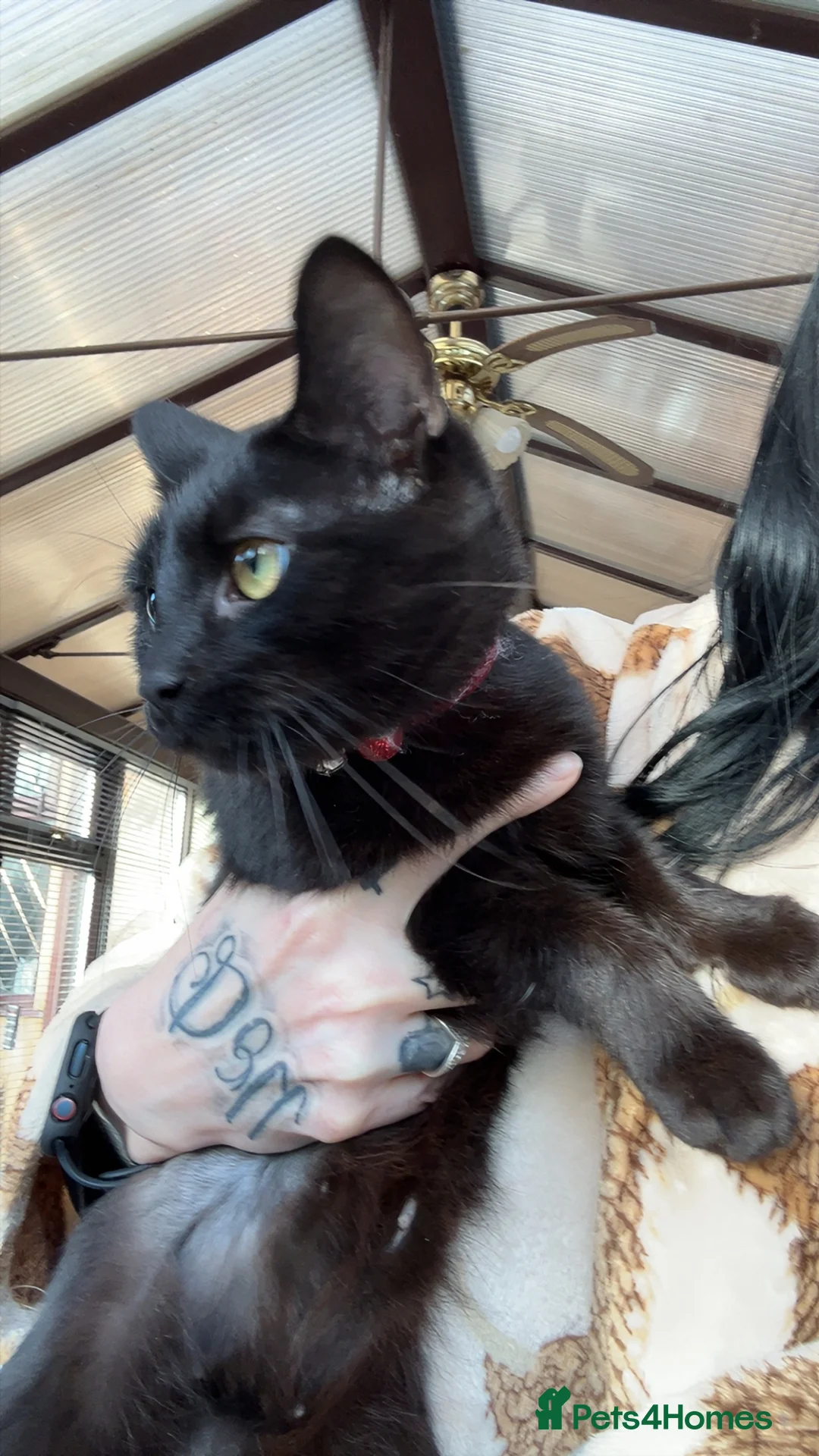 Mixed Breed cats for sale: 2 female cats sisters not to be separated  - Advert 2