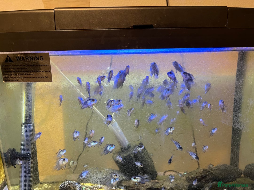 Cichlids fish for sale: Electric blue acaras  - Image 5