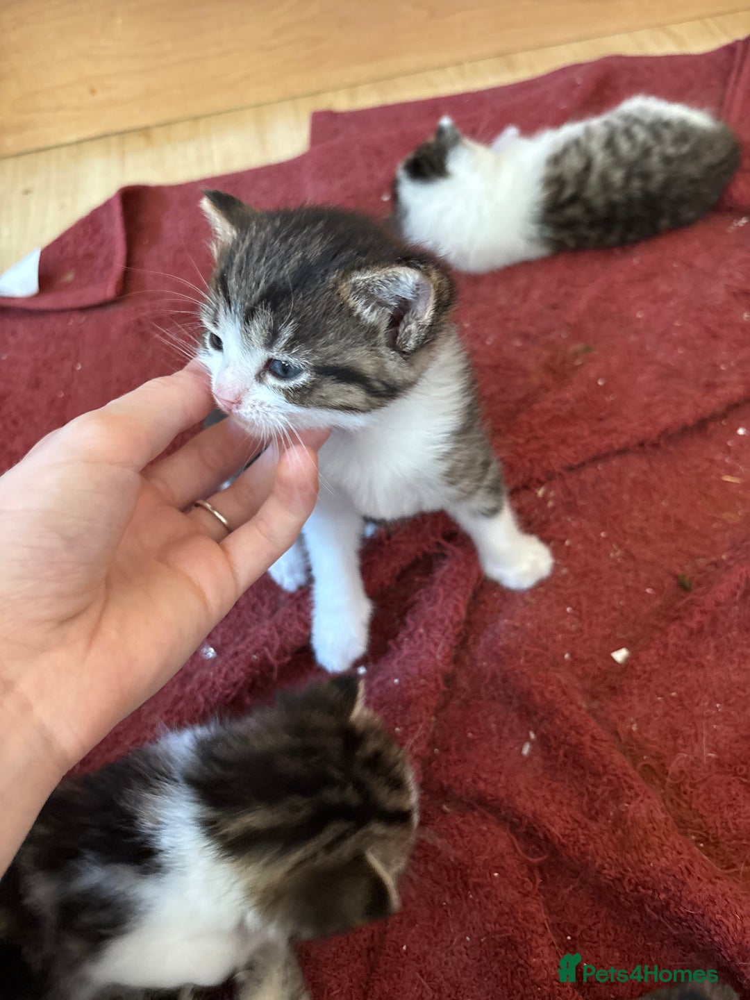British Shorthair cats for sale: 11 SHORTHAIRED AND LONGHAIRED KITTENS - Image 29