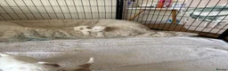Mixed Breed dogs for sale: Cavapoo puppies  - Advert 10