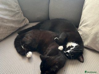 British Shorthair cats - Advert 4