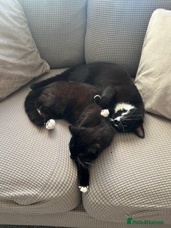 British Shorthair cats - Advert 5