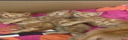 Mixed Breed cats for sale: Four ginger fluff balls in Saint Ives - Advert 8