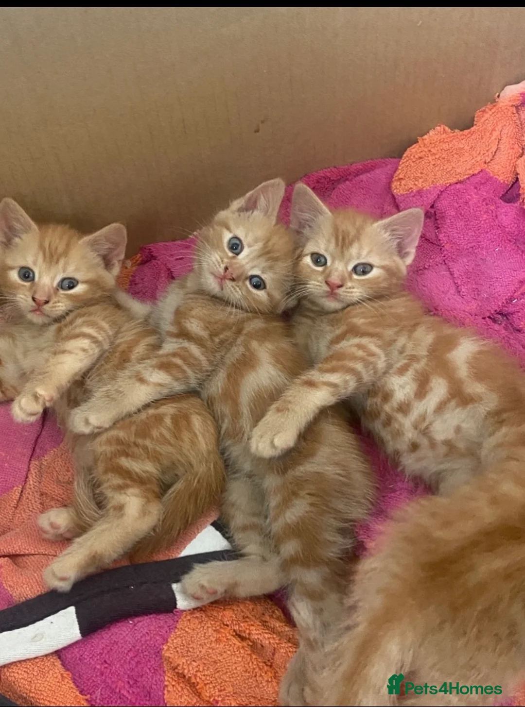Mixed Breed cats for sale: Four ginger fluff balls in Saint Ives - Advert 8