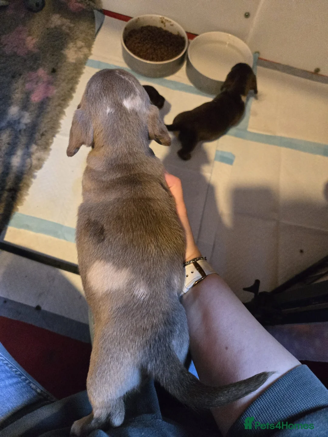 Miniature Dachshund dogs for sale: Stunning miniature dachshund pups - Advert 5