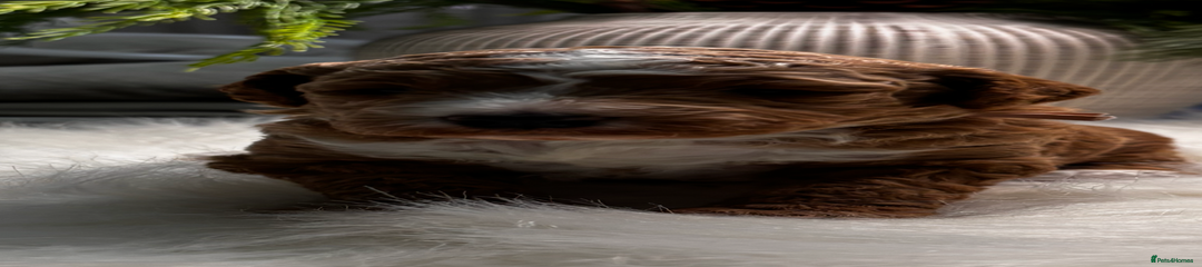 Labradoodle Puppy 3 Pink