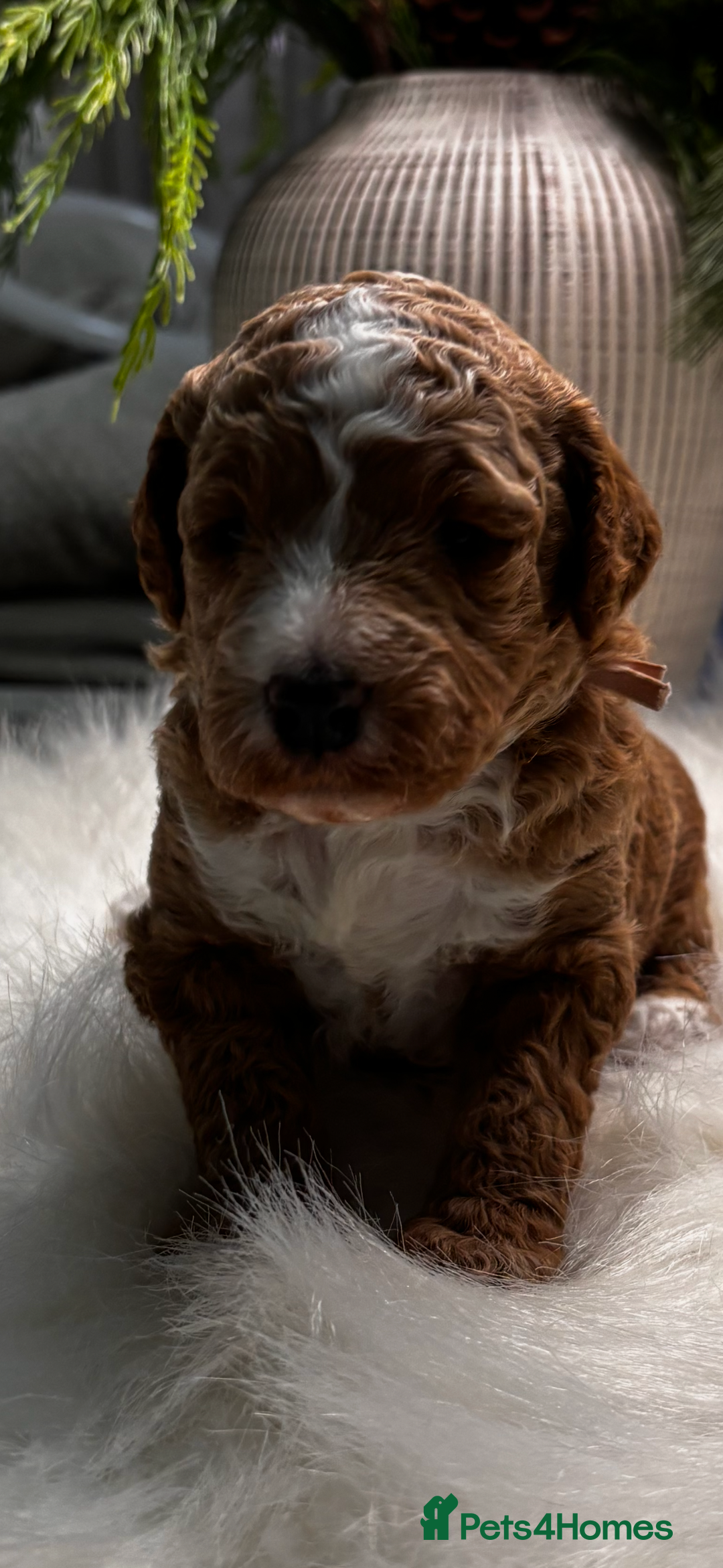 Labradoodle dogs for sale: Premium Multigen Labradoodle Puppies  - Advert 12