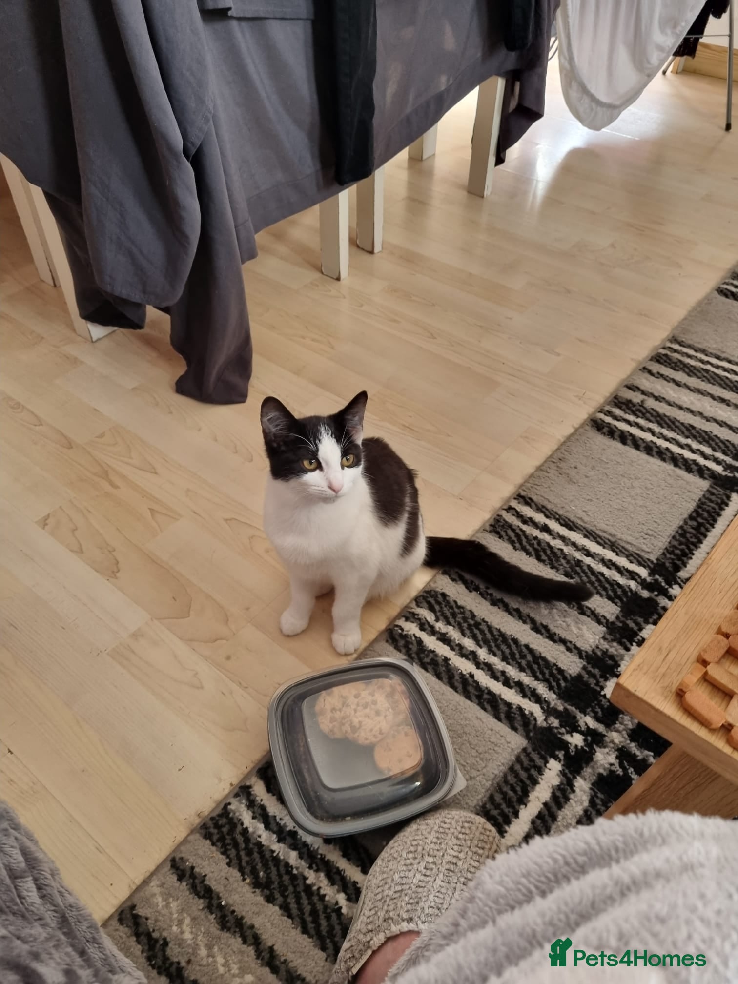 Mixed Breed cats 6 months old female - Advert 1