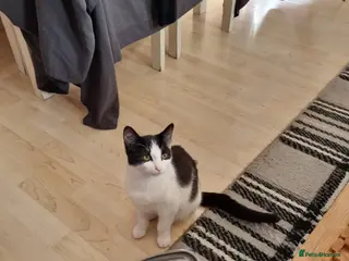 Mixed Breed cats 6 months old female - Advert 1