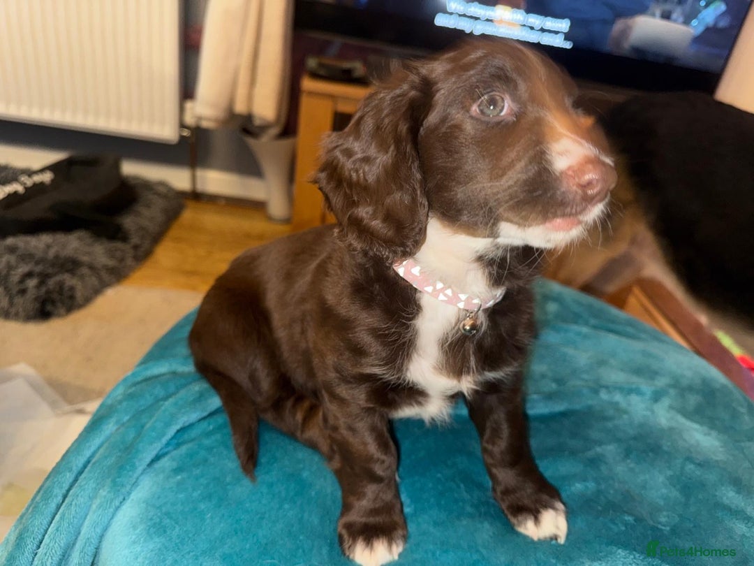 Mixed Breed dogs for sale: Doxie puppies  - Advert 10