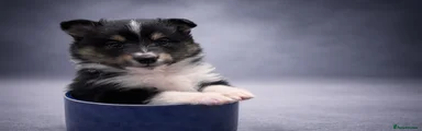 Shetland Sheepdog Puppy 4