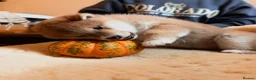 Japanese Shiba Inu dogs for sale: Kennel club registered Shiba Inu puppies  - Advert 11
