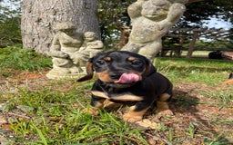 Mixed Breed dogs for sale: Dachshund Crosses - Image 11