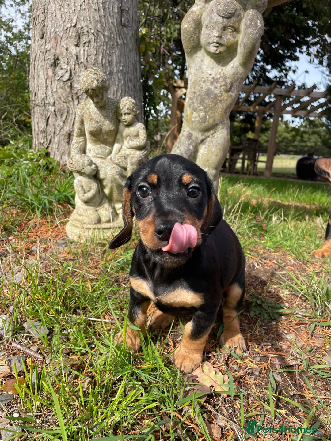 Mixed Breed dogs for sale: Dachshund Crosses - Image 11