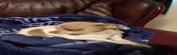Chihuahua dogs for stud: Chihuahua stud dog only - Advert 2