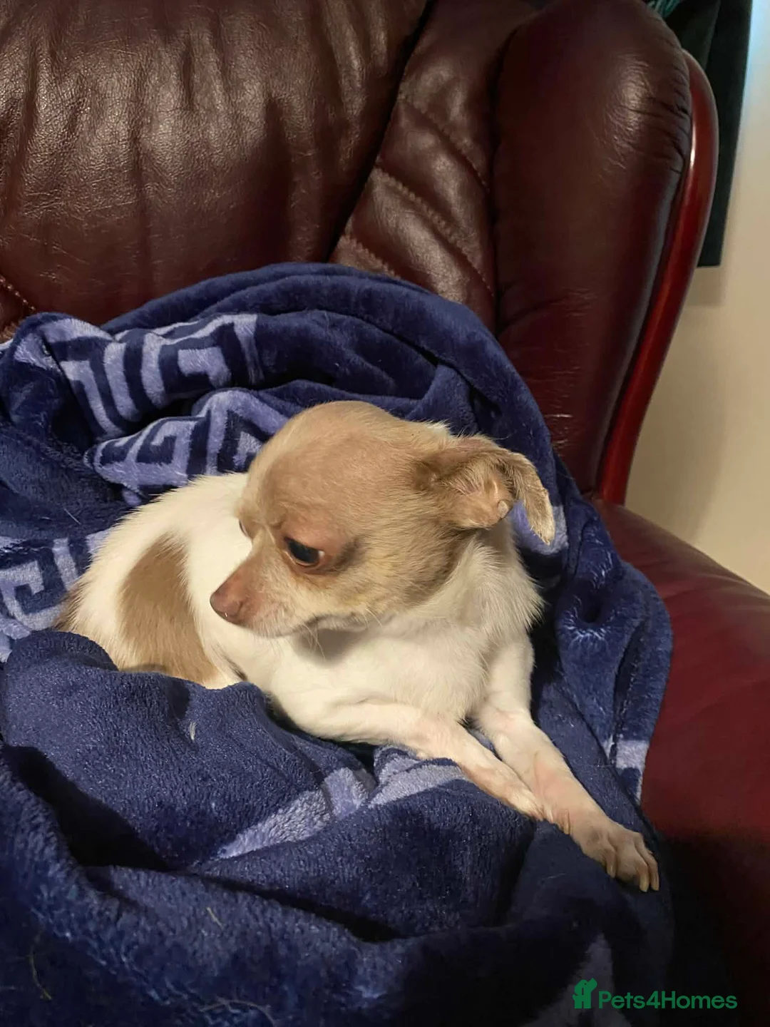 Chihuahua dogs for stud: Chihuahua stud dog only - Advert 2